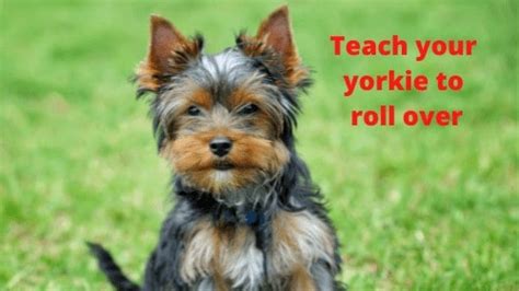 How to Teach Your Yorkie to Roll Over