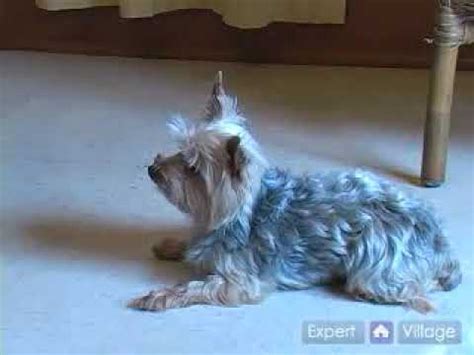 How to Teach Your Yorkie to Stay