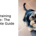 How to Teach a Yorkie to Be Independent