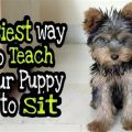 How to Teach a Yorkie to Sit in 3 Steps