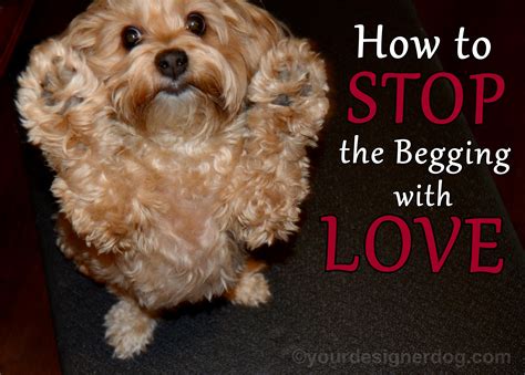 How to Teach a Yorkie to Stop Begging