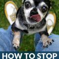 How to Teach a Yorkie to Stop Jumping