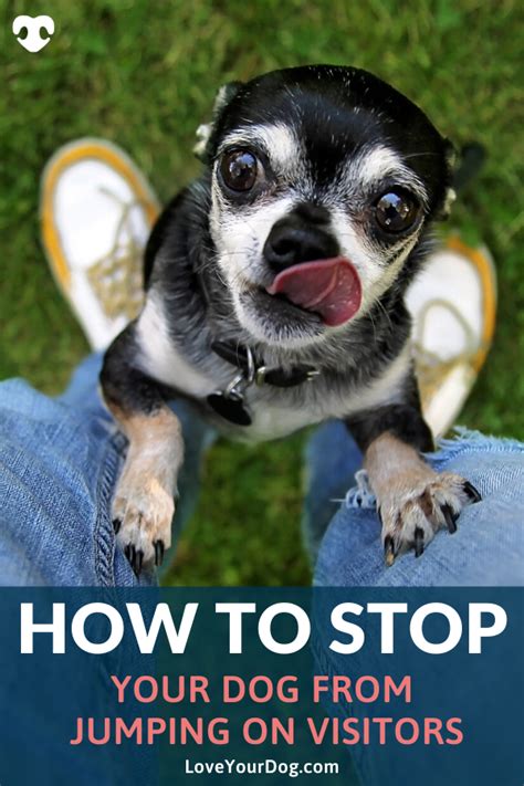 How to Teach a Yorkie to Stop Jumping