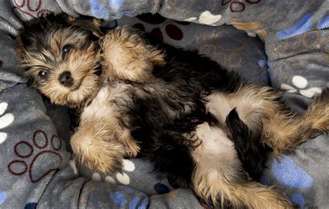 How to Train Yorkies for Indoor Games