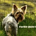 How to Train Yorkies for Quiet Mornings