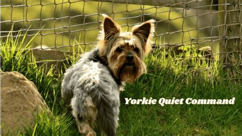 How to Train Yorkies for Quiet Mornings