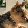 How to Train Yorkies to Be Calm at Home