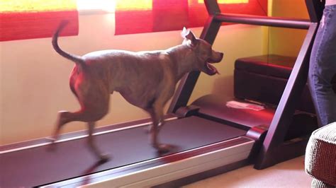 How to Train Yorkies to Use a Treadmill