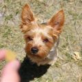 How to Train Yorkies with a Clicker