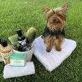 How to Train Your Yorkie for Grooming