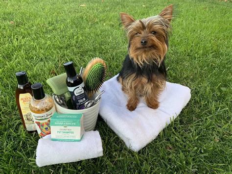 How to Train Your Yorkie for Grooming