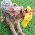 How to Train Your Yorkie to Fetch Toys