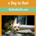 How to Train Your Yorkie to Heel