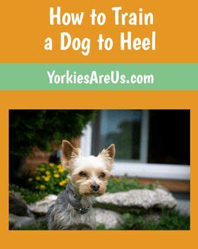 How to Train Your Yorkie to Heel