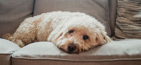 How to Train a Yorkie to Stay Off Furniture