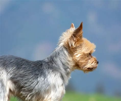 How to massage a Yorkie