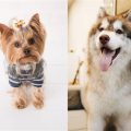 Husky Yorkie Mix Price