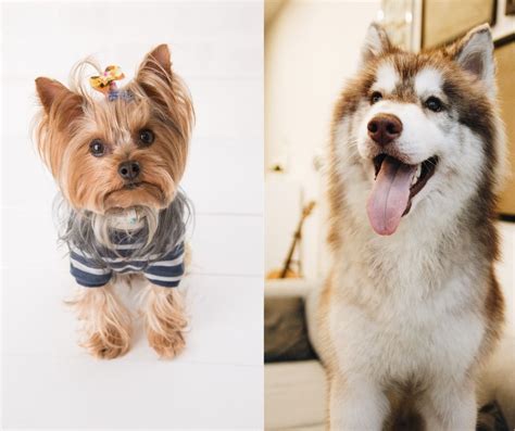 Husky Yorkie Mix Price