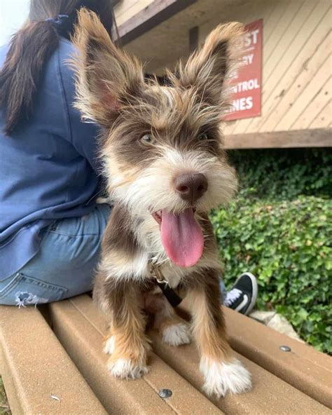 Husky Yorkie Mix Puppies