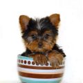 Information About Teacup Yorkies