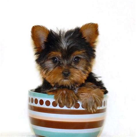 Information About Teacup Yorkies