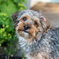 Information About Yorkie Poos