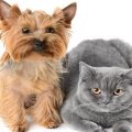 Introduce Your Yorkie to Other Pets