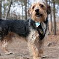 Irish Terrier Yorkie Mix