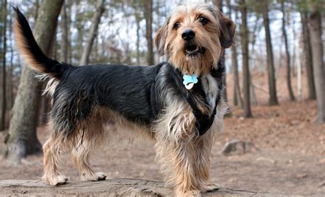 Irish Terrier Yorkie Mix