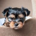 Is A Yorkie Hypoallergenic