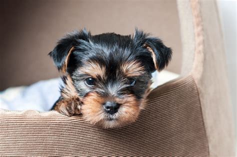 Is A Yorkie Hypoallergenic