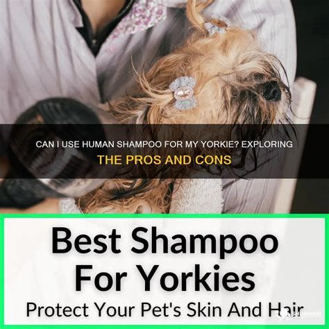 Is It Safe to Use Human Shampoo on Your Yorkie?