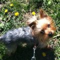 Is Your Yorkie Getting Enough Exercise?