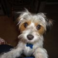 Jack Russell Mix With Yorkie