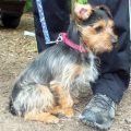 Jack Russell Terrier And Yorkie Mix