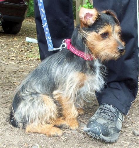 Jack Russell Terrier And Yorkie Mix