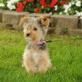 Jack Russell Yorkie Poodle Mix