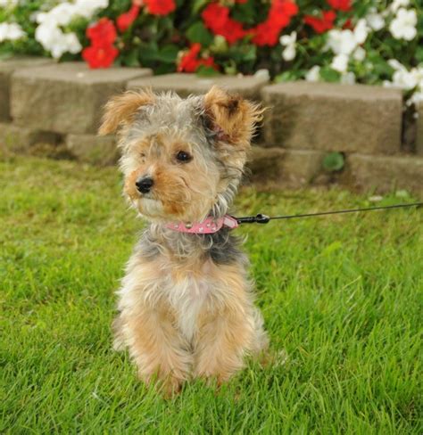 Jack Russell Yorkie Poodle Mix