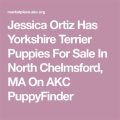 Jessica Ortiz Yorkie Breeder