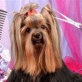 Keep Your Yorkie’s Coat Silky: 8 Pro Tips