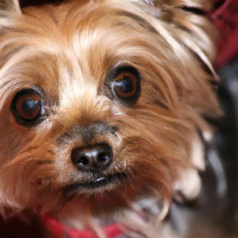 Keeping Yorkshire Terriers Safe in Hot Cars