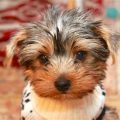 Keeping Yorkshire Terriers Safe in Summer