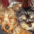 Kusa Registered Yorkie Breeders