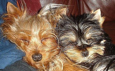 Kusa Registered Yorkie Breeders