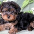 Lancaster Puppies Yorkie Poo