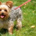 Leash Training Your Yorkie Made Easy