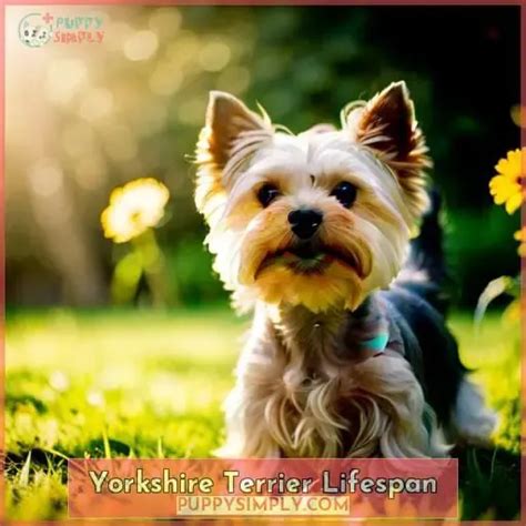 Lifespan Of A Miniature Yorkie