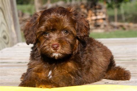 Light Brown Yorkie Poo