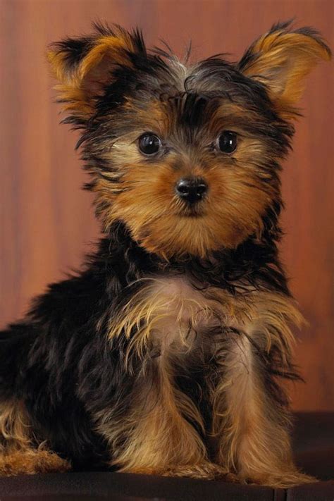 Light Brown Yorkie