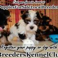 Local Breeders For Yorkies